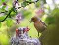 male Finch feeds its hungry Chicks in a nest in a spring blooming garden