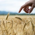 Male finger gently touching a golden ripening ear of wheat growing in a field Royalty Free Stock Photo