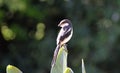 Male Fiscal Shrike Royalty Free Stock Photo