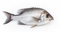 Minimal Retouched Bream Fish On White Background