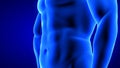 Male fitness body transformation, abdominal muscles detail - muscle mass building illustration on blue background