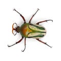 Male Flamboyant Flower Beetle