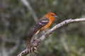 Male Flame-colored Tanager