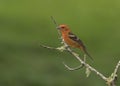 Male Flame-colored tanager Piranga bidentata; Costa Rica