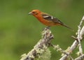 Male Flame-colored tanager Piranga bidentata; Costa Rica Royalty Free Stock Photo