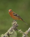 Male Flame-colored tanager Piranga bidentata; Costa Rica Royalty Free Stock Photo