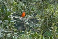 Male flame-colored Tanager stripe-backed tanager portrait in natural environment