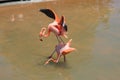 Mating pink flamingos at the san diego sea world Royalty Free Stock Photo