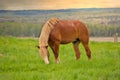 A Male Flaxen Chestnut Horse Stallion Colt Grazing in a Pasture Meadow with a Golden Sunset Royalty Free Stock Photo