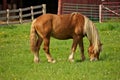A Male Flaxen Chestnut Horse Stallion Colt Grazing in a Pasture Meadow with Red Barn in Background Royalty Free Stock Photo