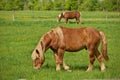 A Male Flaxen Chestnut Horse Stallion Colt Grazing in a Pasture Meadow on a Sunny Day Royalty Free Stock Photo