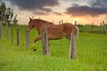 A Male Flaxen Chestnut Horse Stallion Colt with his Foot Caught in a Wire Fence Trying to Remove it Royalty Free Stock Photo