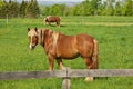 A Male Flaxen Chestnut Horse Stallion Colt Looks Up Towards Camera While Grazing in Pasture Royalty Free Stock Photo