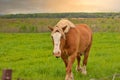 A Male Flaxen Chestnut Horse Stallion Colt Walking Through a Pasture Meadow