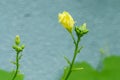 A male flower of angled luffa Royalty Free Stock Photo