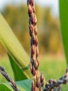 Male flower corn in farm field