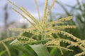 Male Flower of Corn, Tassel Royalty Free Stock Photo