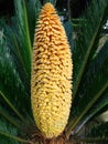 Male flower of cycads Royalty Free Stock Photo