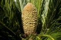Male flower of the cycas plant