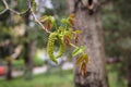 Male flower of the English walnut, latin name Juglans regia