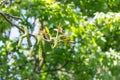 Male flower inflorescence of walnut on bunch of tree Royalty Free Stock Photo