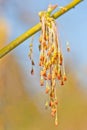 Male flowers of Acer Negundo