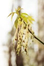 Male flowers of Ash-leaved Maple Royalty Free Stock Photo