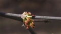 Male flowers on branch ash-leaved maple, Acer negundo, macro with bokeh background, selective focus, shallow DOF