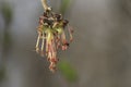 Male flowers on branch ash-leaved maple, Acer negundo, macro with bokeh background, selective focus, shallow DOF Royalty Free Stock Photo