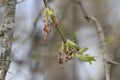 Male flowers on branch ash-leaved maple, Acer negundo, macro with bokeh background, selective focus, shallow DOF Royalty Free Stock Photo