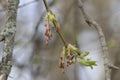 Male flowers on branch ash-leaved maple, Acer negundo, macro with bokeh background, selective focus, shallow DOF Royalty Free Stock Photo