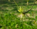 Male flowers on branch ash-leaved maple, Acer negundo, macro with bokeh background, selective focus, shallow DOF