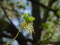 Male flowers on branch ash-leaved maple, Acer negundo, macro with bokeh background, selective focus, shallow DOF Royalty Free Stock Photo