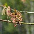 Male flowers on branch ash-leaved maple, Acer negundo, macro with bokeh background, selective focus, shallow DOF Royalty Free Stock Photo