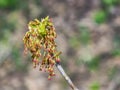 Male flowers on branch ash-leaved maple, Acer negundo, macro with bokeh background, selective focus, shallow DOF Royalty Free Stock Photo