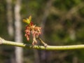 Male flowers on branch ash-leaved maple, Acer negundo, macro with bokeh background, selective focus, shallow DOF