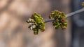 Male flowers on branch ash-leaved maple, Acer negundo, macro with bokeh background, selective focus, shallow DOF Royalty Free Stock Photo