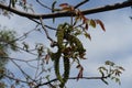 Male flowers on branch of walnut against the sky in April Royalty Free Stock Photo