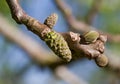 Catkins of Walnut Royalty Free Stock Photo