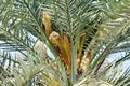 The male flowers of a date palm borne in a cluster Royalty Free Stock Photo