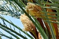 The male flowers of a date palm borne in a cluster with a few bees attracted to the flowers Royalty Free Stock Photo