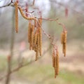 Male flowers of a gray alder Alnus incana