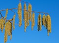 Male flowers of the hazelnut Royalty Free Stock Photo