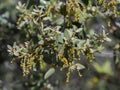 Male flowers of Holm oak, Quercus rotundifolia