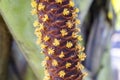 Male Flowers of Lodoicea maldivica. Royalty Free Stock Photo