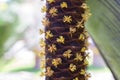 Male Flowers of Sea Coconut. Royalty Free Stock Photo