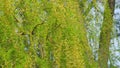 Male Flowers Of The Weeping Willow. Big Beautiful Tree. Close up. Royalty Free Stock Photo