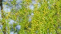 Male Flowers Of The Weeping Willow. Big Beautiful Tree. Close up. Royalty Free Stock Photo