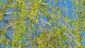 Male Flowers Of The Weeping Willow. Big Beautiful Tree. Royalty Free Stock Photo