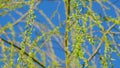 Male Flowers Of The Weeping Willow. Big Beautiful Tree. Royalty Free Stock Photo